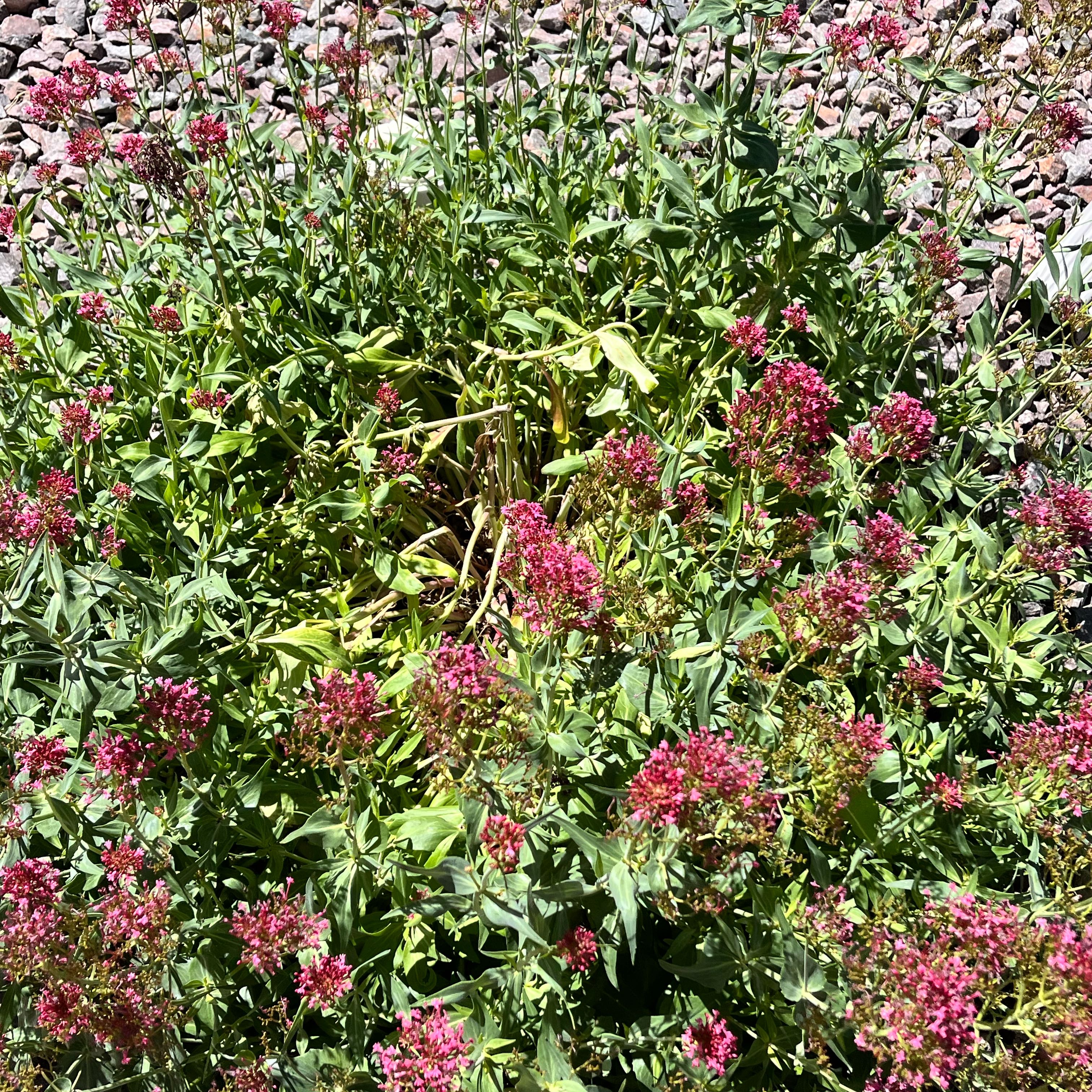 Photo of the plant species Valeriana rubra by Julia named Beckham on Greg, the plant care app