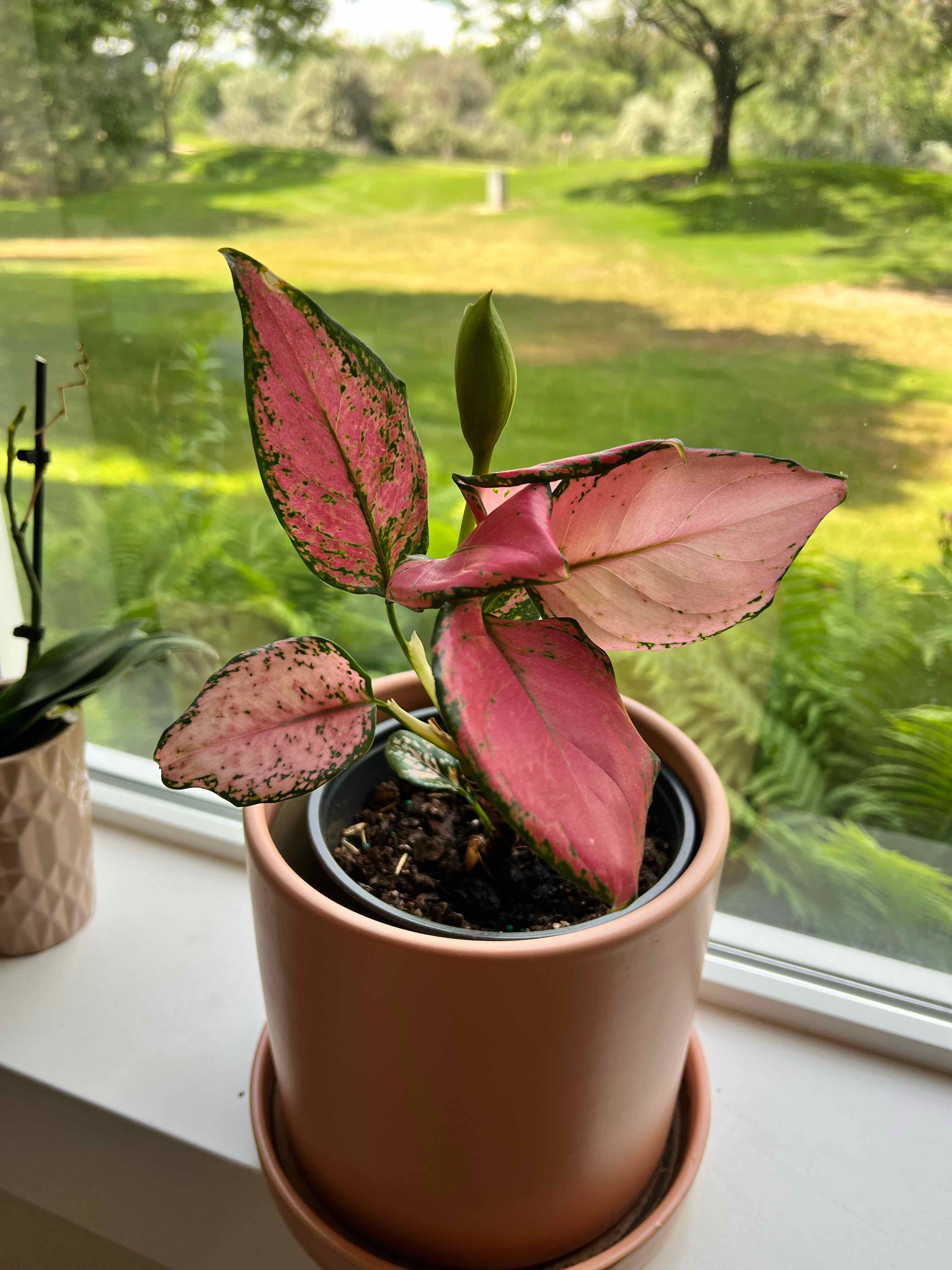 Chinese Evergreen 'Wishes' plant with pink and green leaves in a pot on a windowsill.
