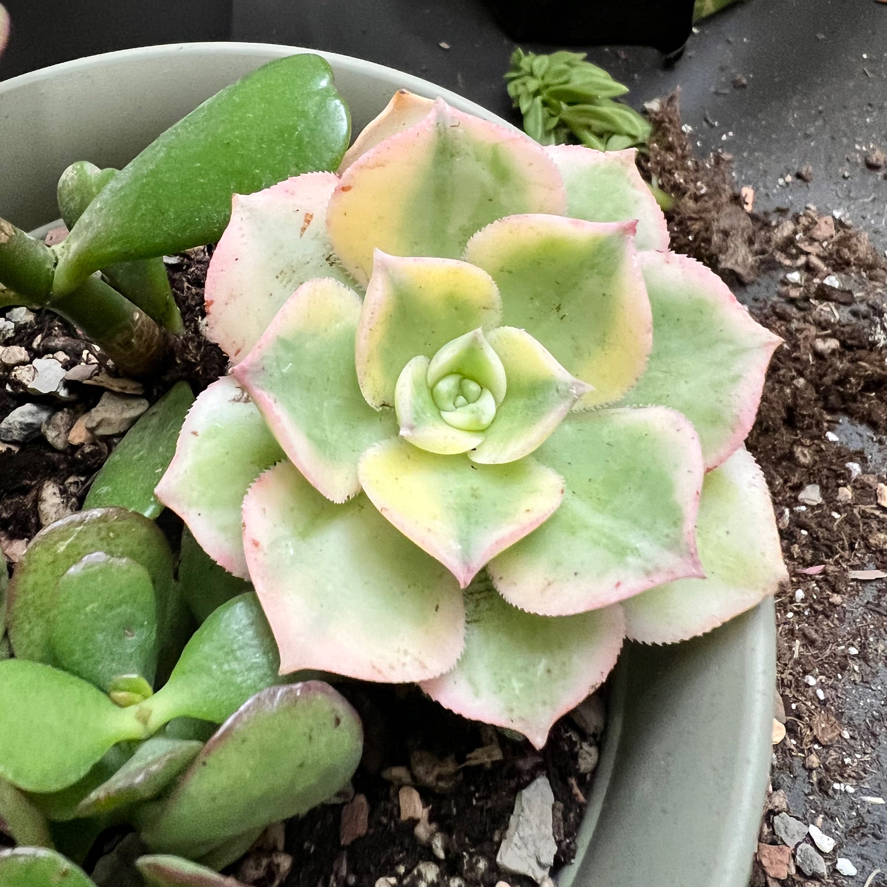 Aeonium 'Sunburst' succulent with rosette-shaped leaves in a pot, showing green, yellow, and pink hues.