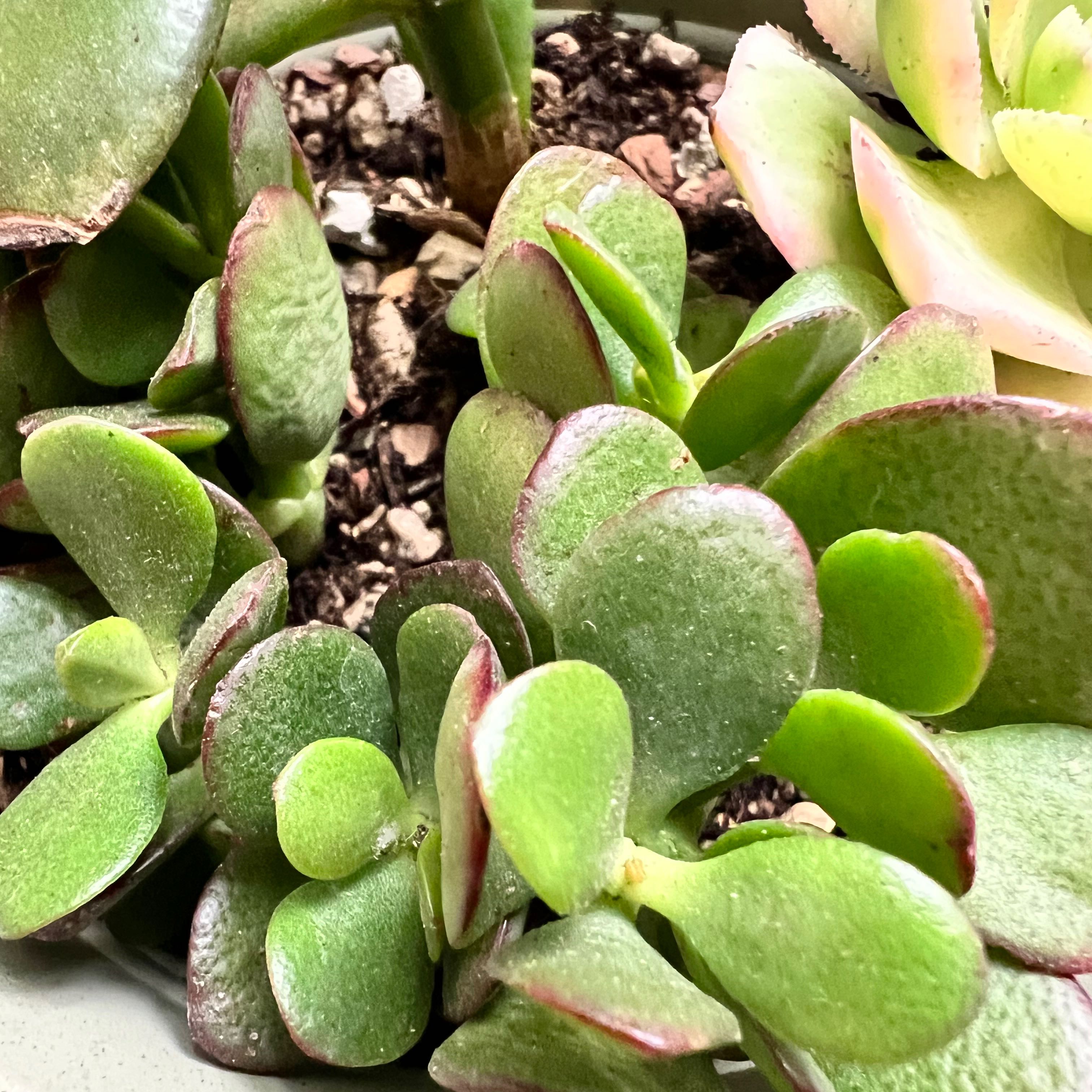 Photo of the plant species Jade by @Amyanne named Bing on Greg, the plant care app