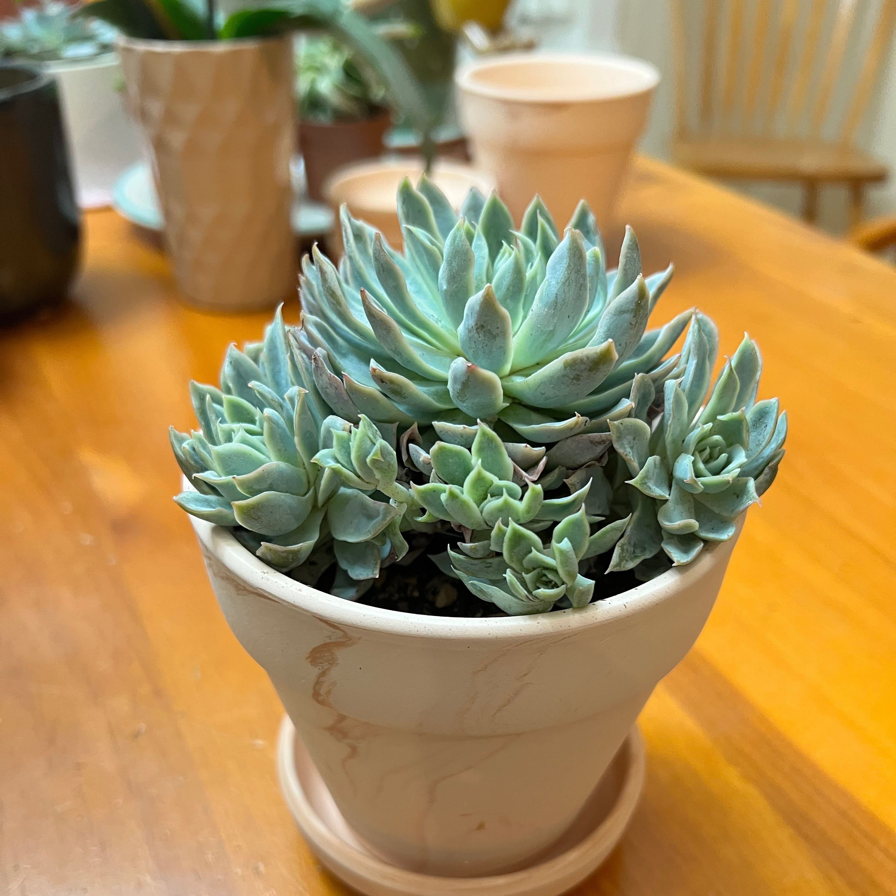 Potted Violet Queen Hens and Chicks succulent on a wooden table.