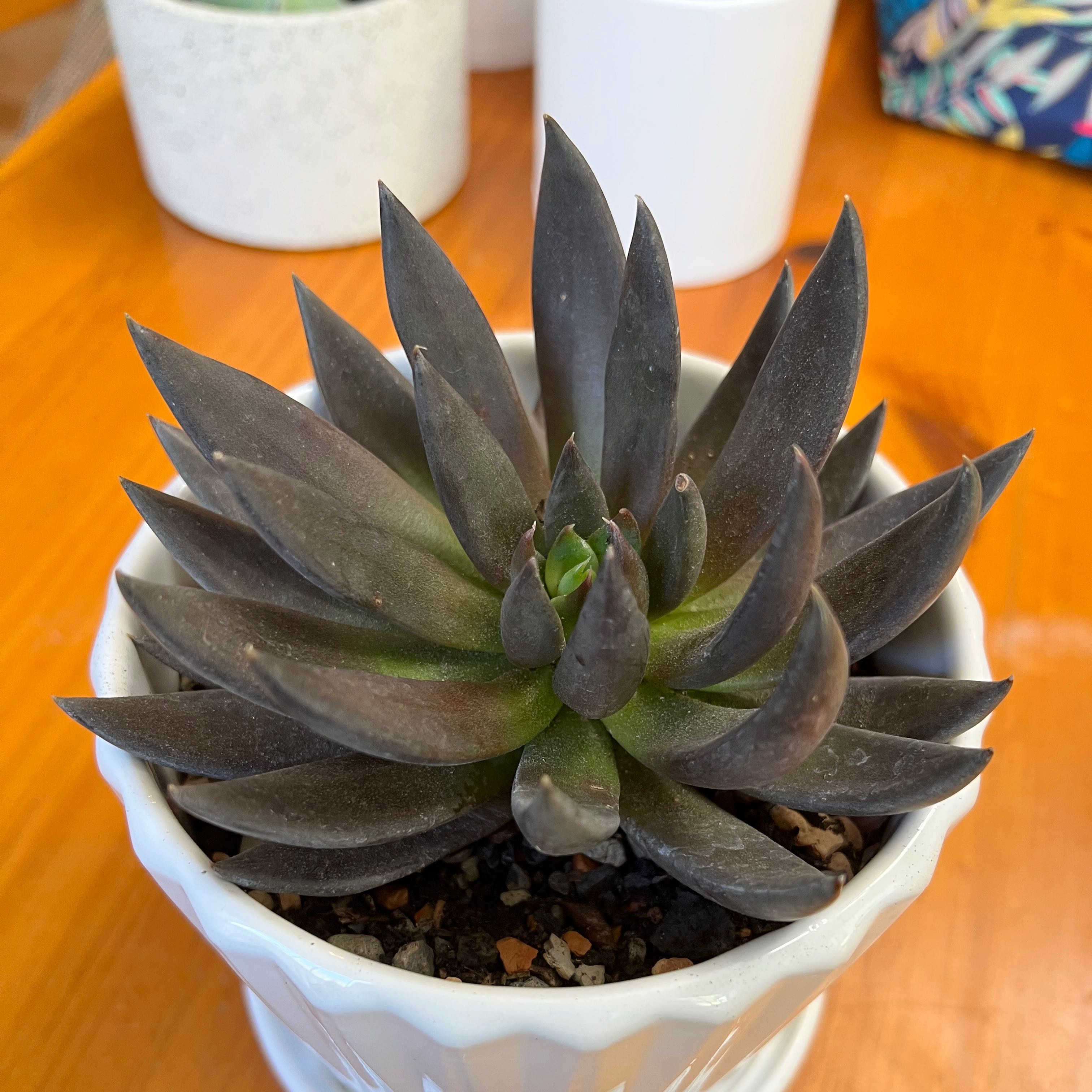 Echeveria 'Black Knight' succulent in a white pot with visible soil.