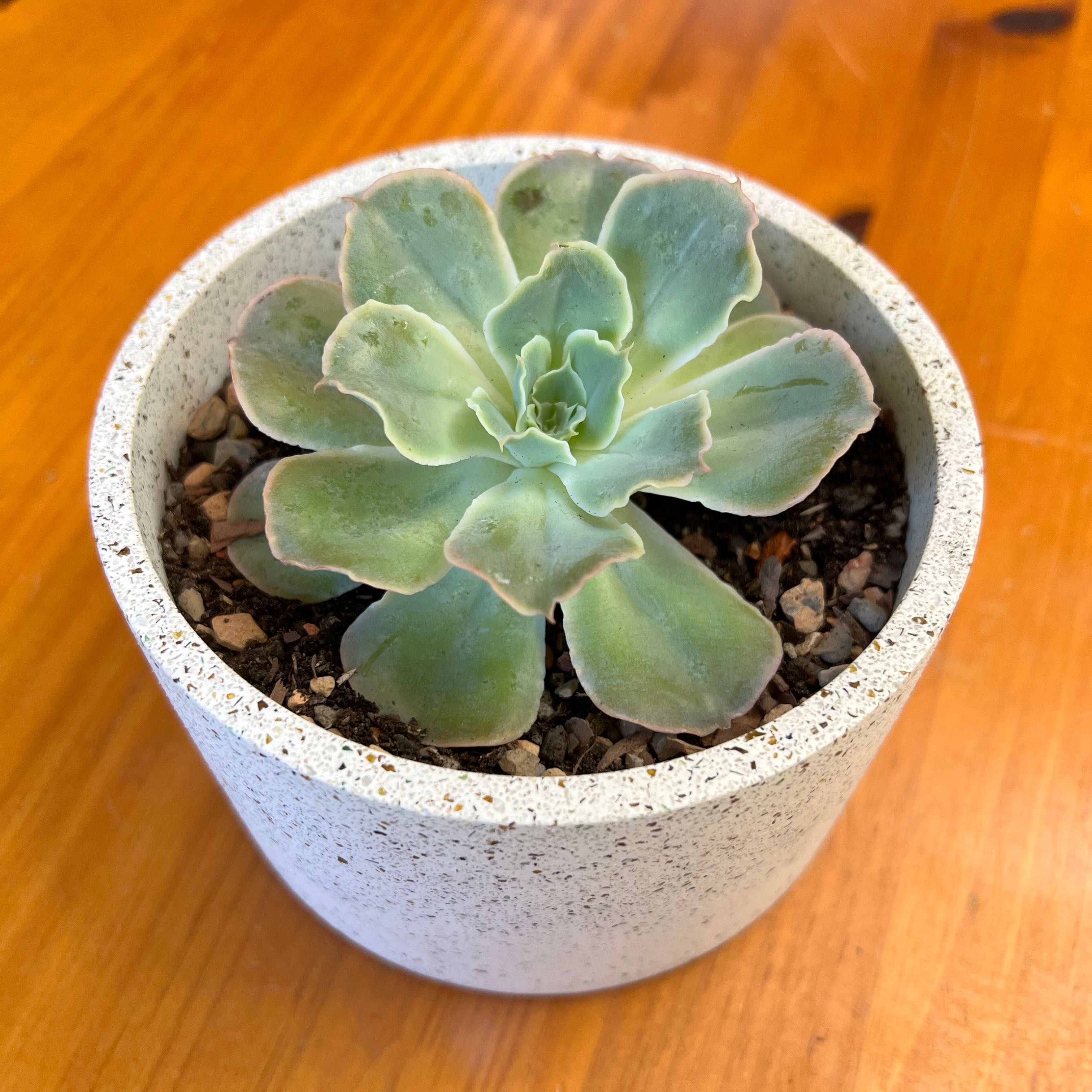 Potted Echeveria 'Blue Heron' succulent in a white pot on a wooden surface.