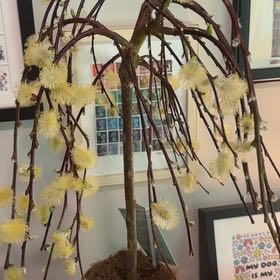 Photo of the plant species Goat Willow by @Kooky_Kabuki named Leonardo on Greg, the plant care app