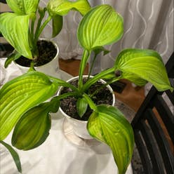 Plantain Lily plant