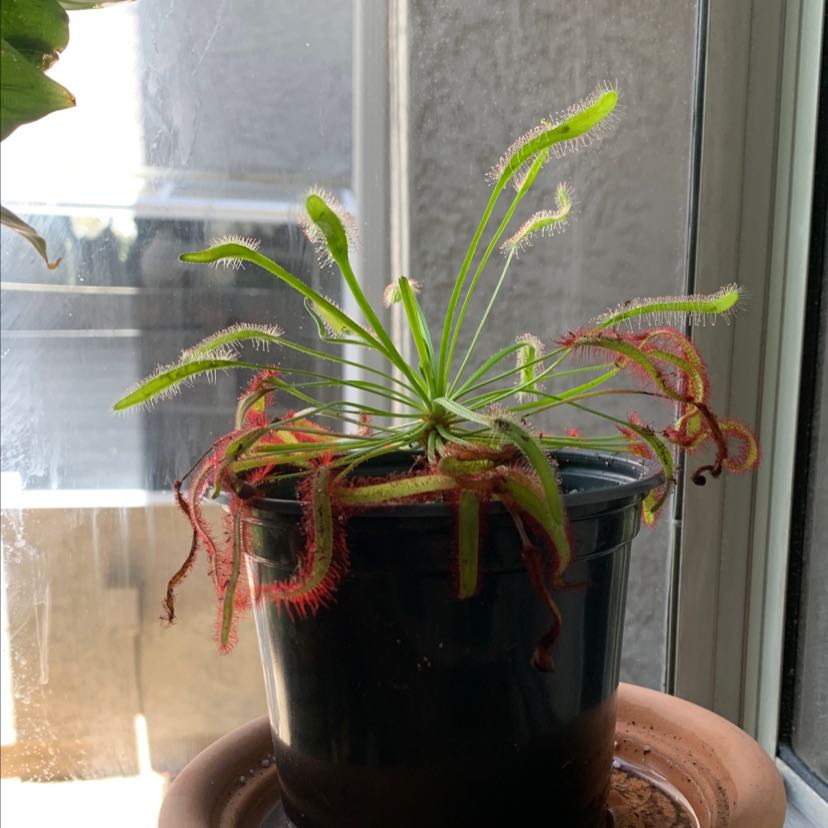 Cape Sundew plant in a black pot with red and green leaves, placed on a saucer.