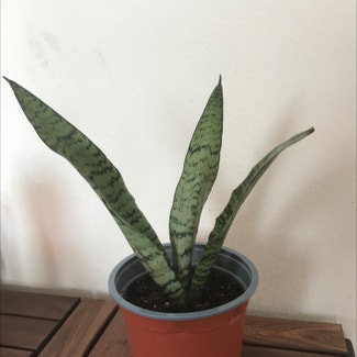 Sansevieria Robusta plant in Somewhere on Earth