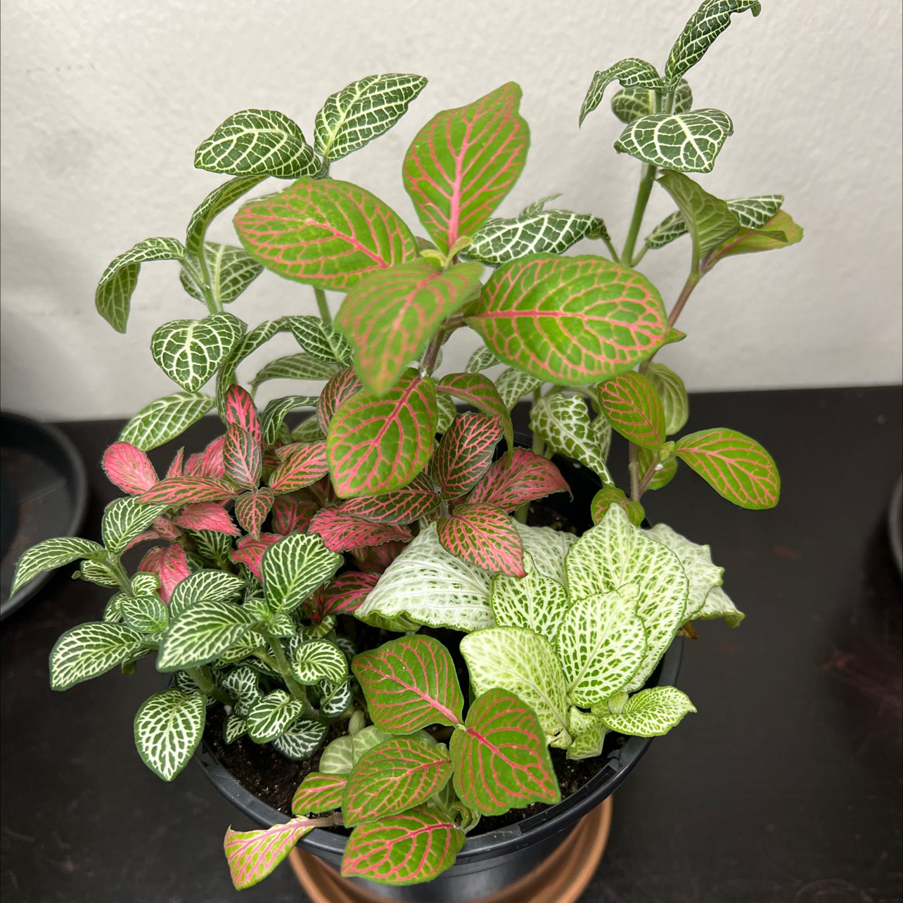 Nerve Plant plant photo by @YveO named Pinky and The Brain on Greg, the plant care app.