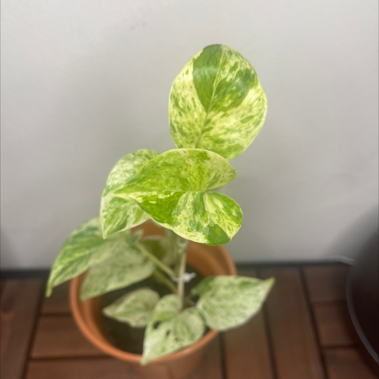 Snow Queen Pothos plant photo by @YveO named Diana on Greg, the plant care app.