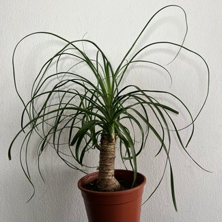 Ponytail Palm plant in Somewhere on Earth