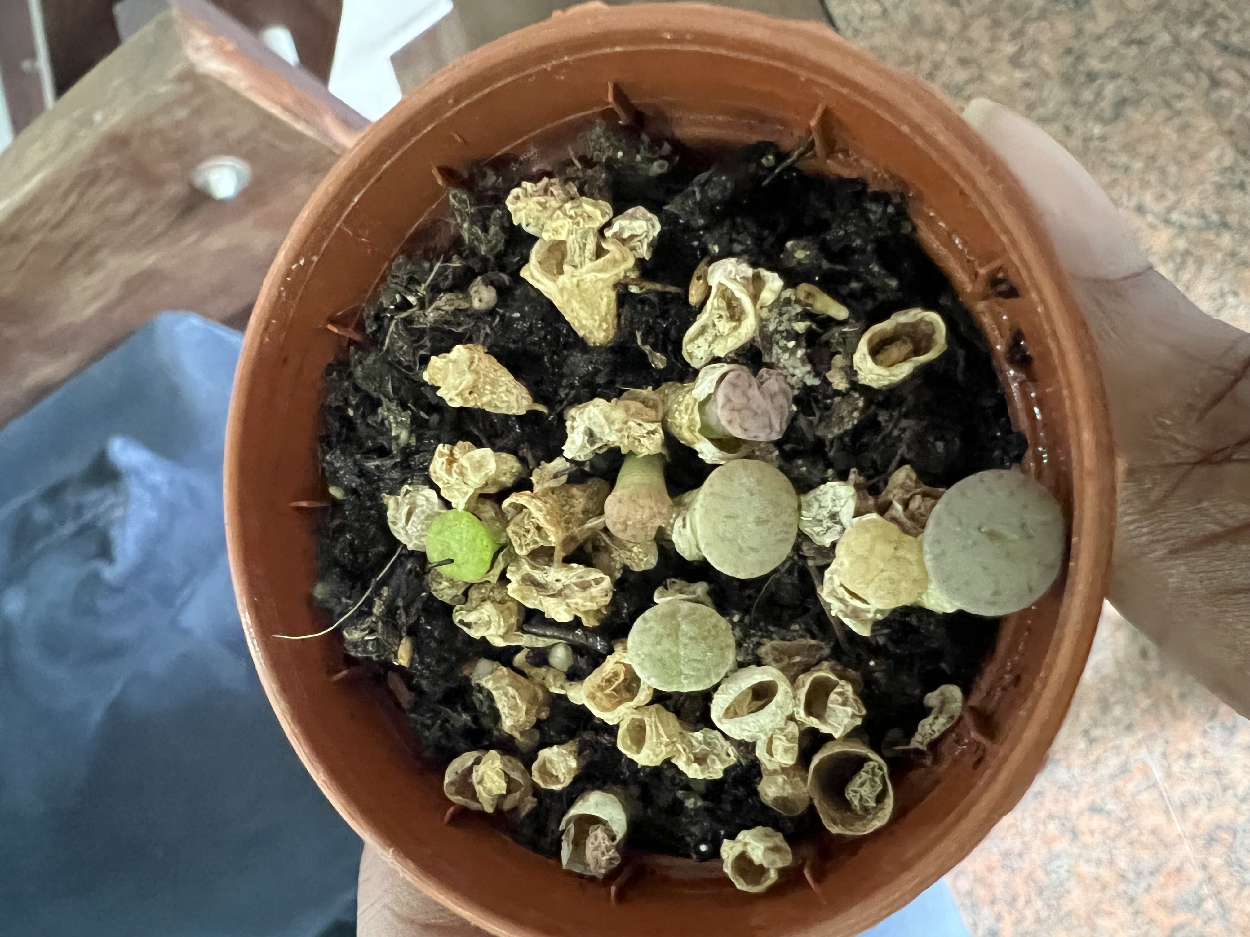 Photo from the post