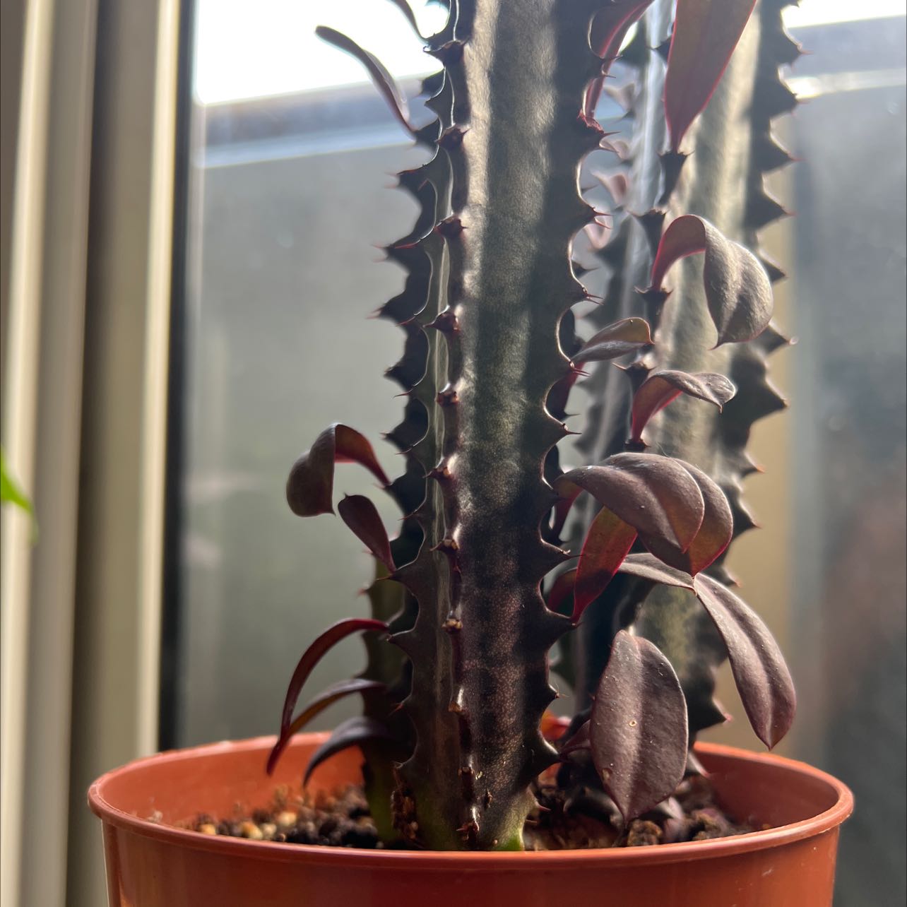 Royal Red African Milk Tree in a pot, healthy with visible soil.