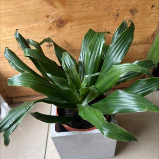 Dracaena 'Janet Craig Compacta' plant in Somewhere on Earth