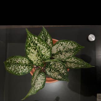 Aglaonema 'Spring Snow' plant in Somewhere on Earth