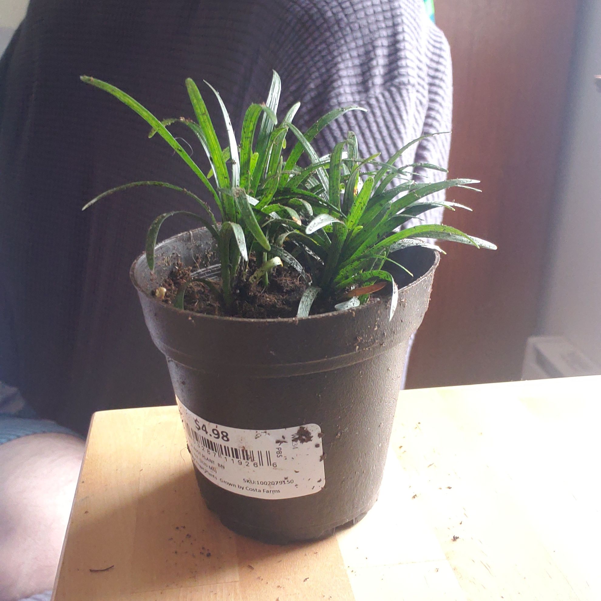 Potted Mondo grass plant on a table with green leaves and no visible discoloration.