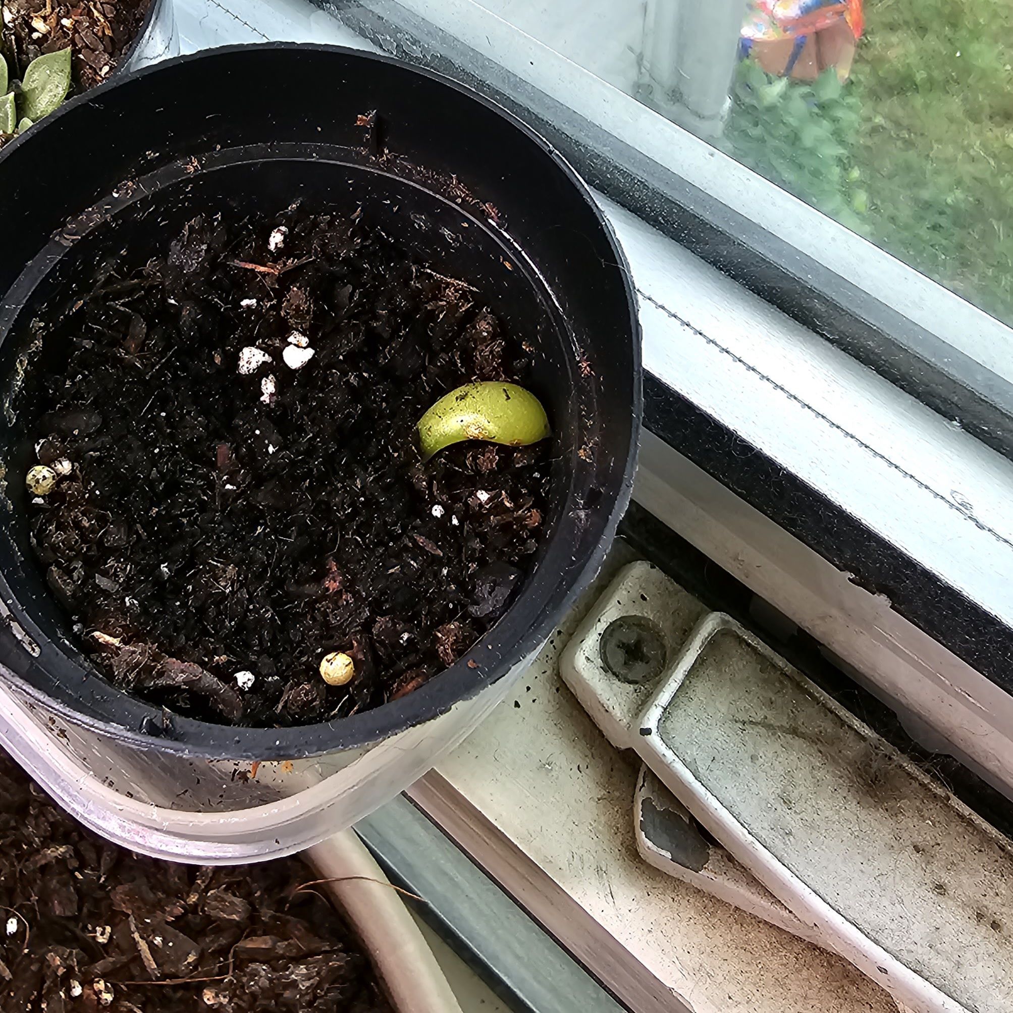 Potted Echeveria 'Licorice' with a single visible leaf on a windowsill.