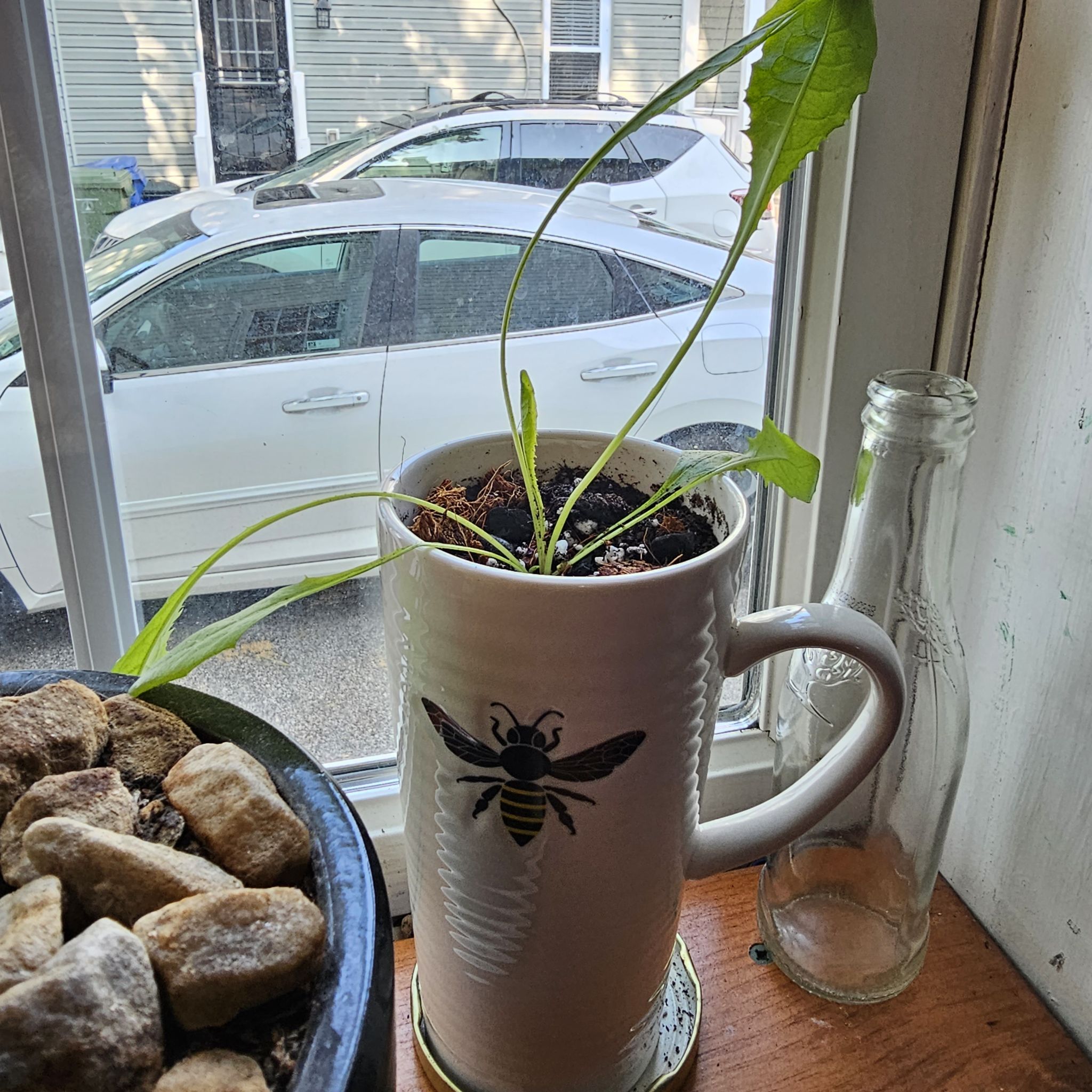Dandelion Mug