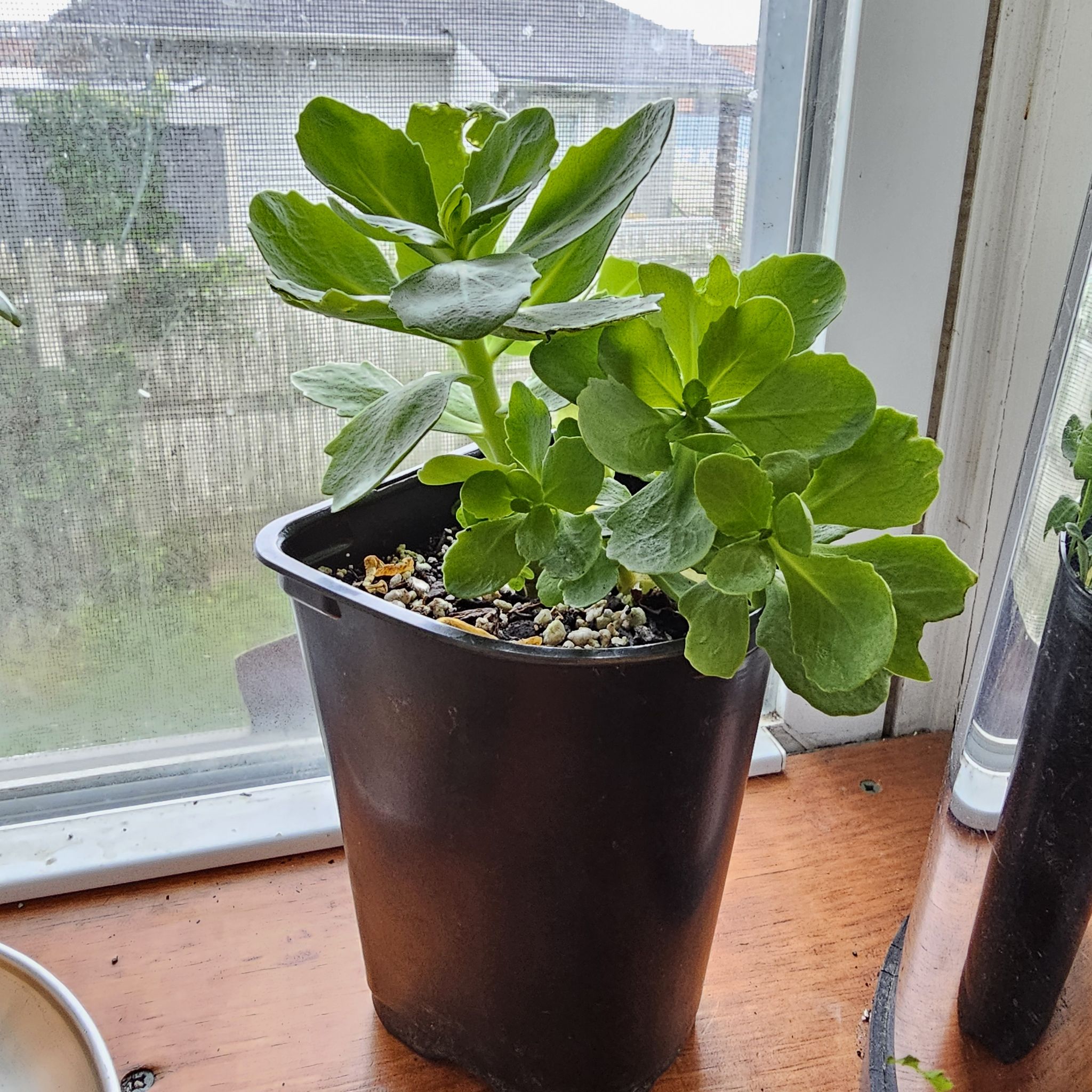 Photo of the plant species Allegheny Stonecrop by @elithalberg named hylotelephium telephioides on Greg, the plant care app