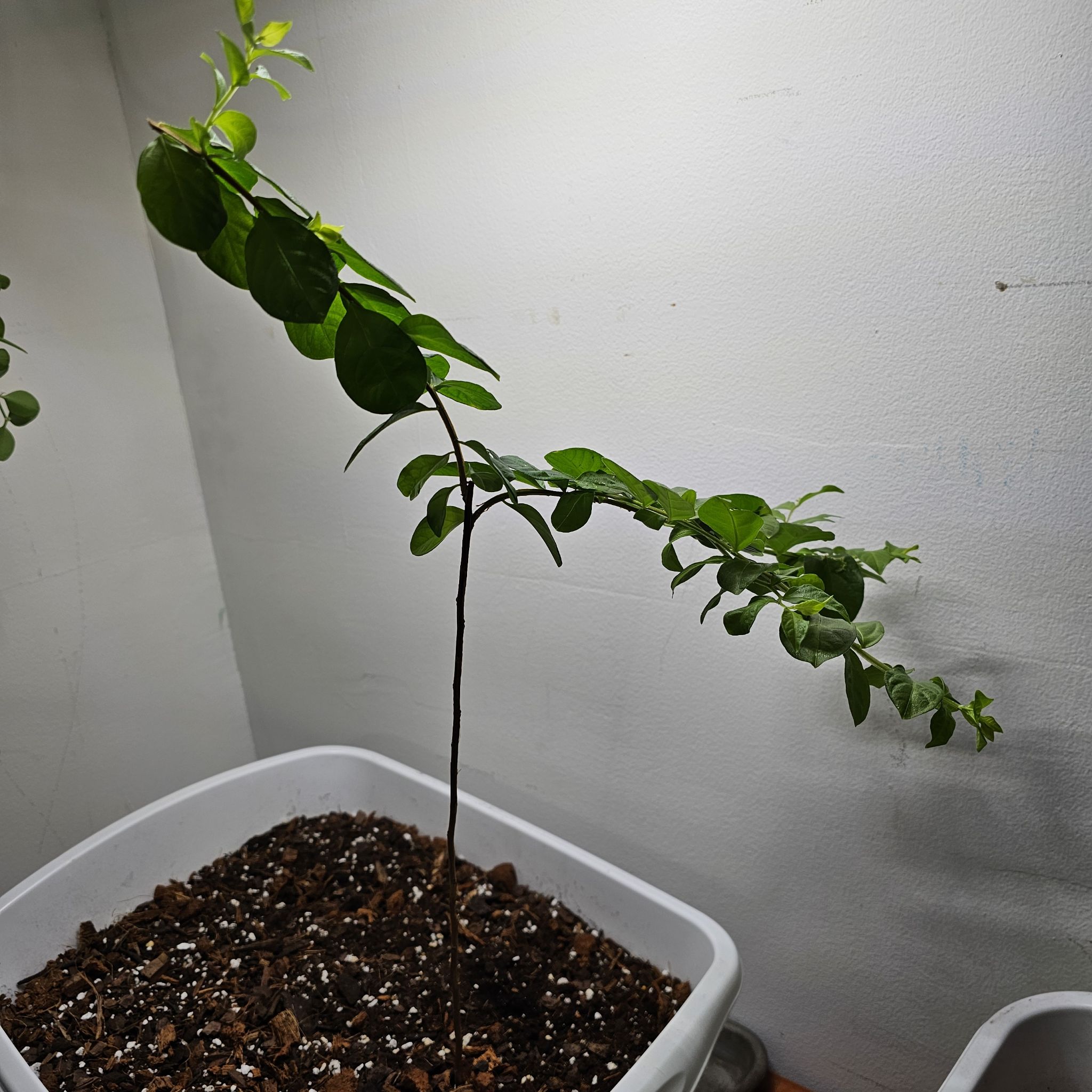 Photo of the plant species Natchez Crape Myrtle by @elithalberg named Crape Myrtle on Greg, the plant care app