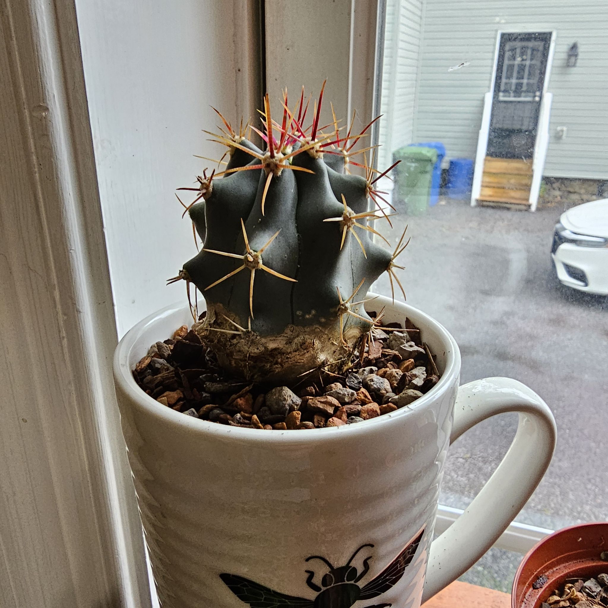 Devil's Pincushion cactus in a white pot with visible soil and gravel.