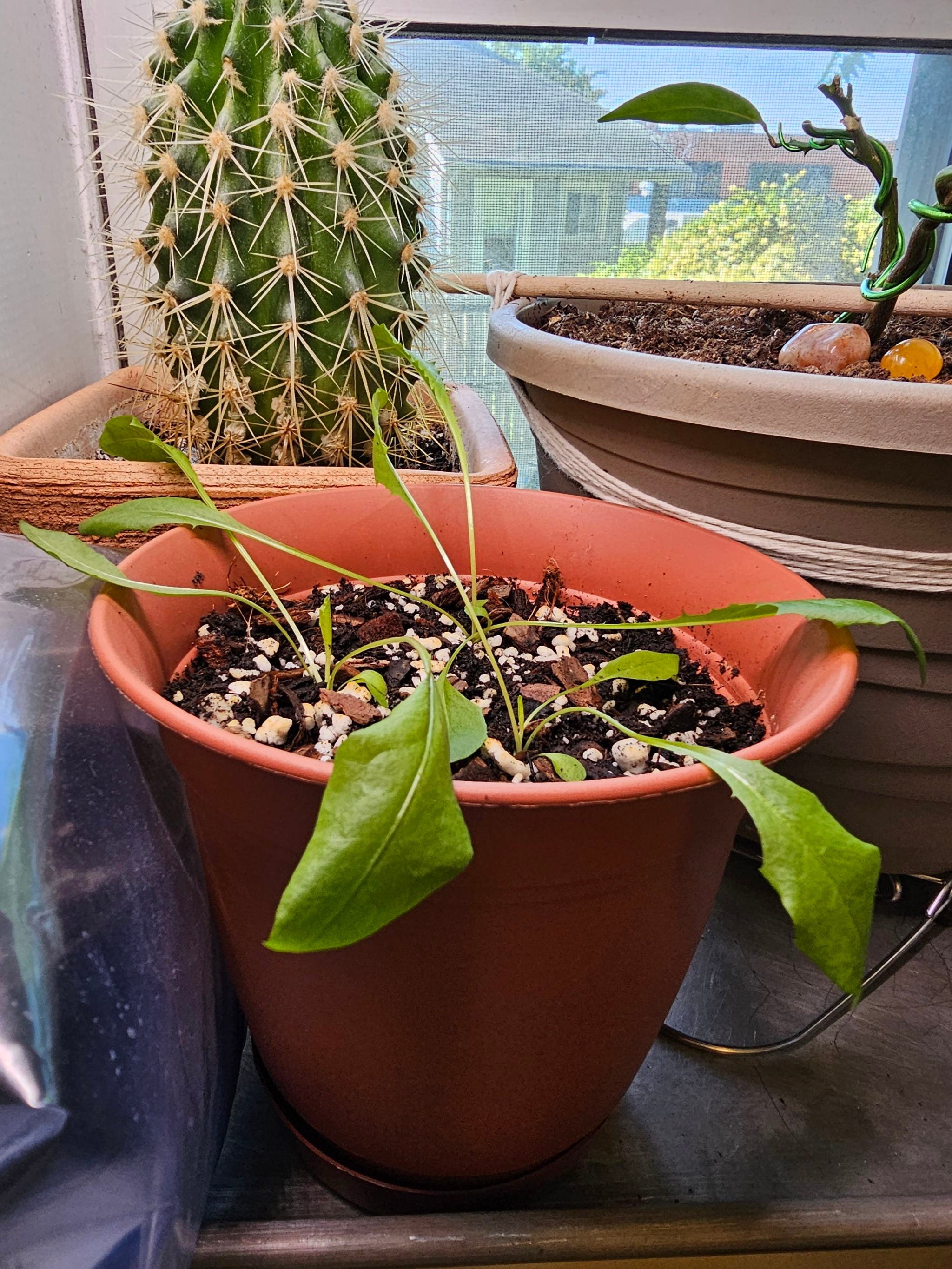 🌼 Understanding Brown Spots on Your White Dandelion Leaves