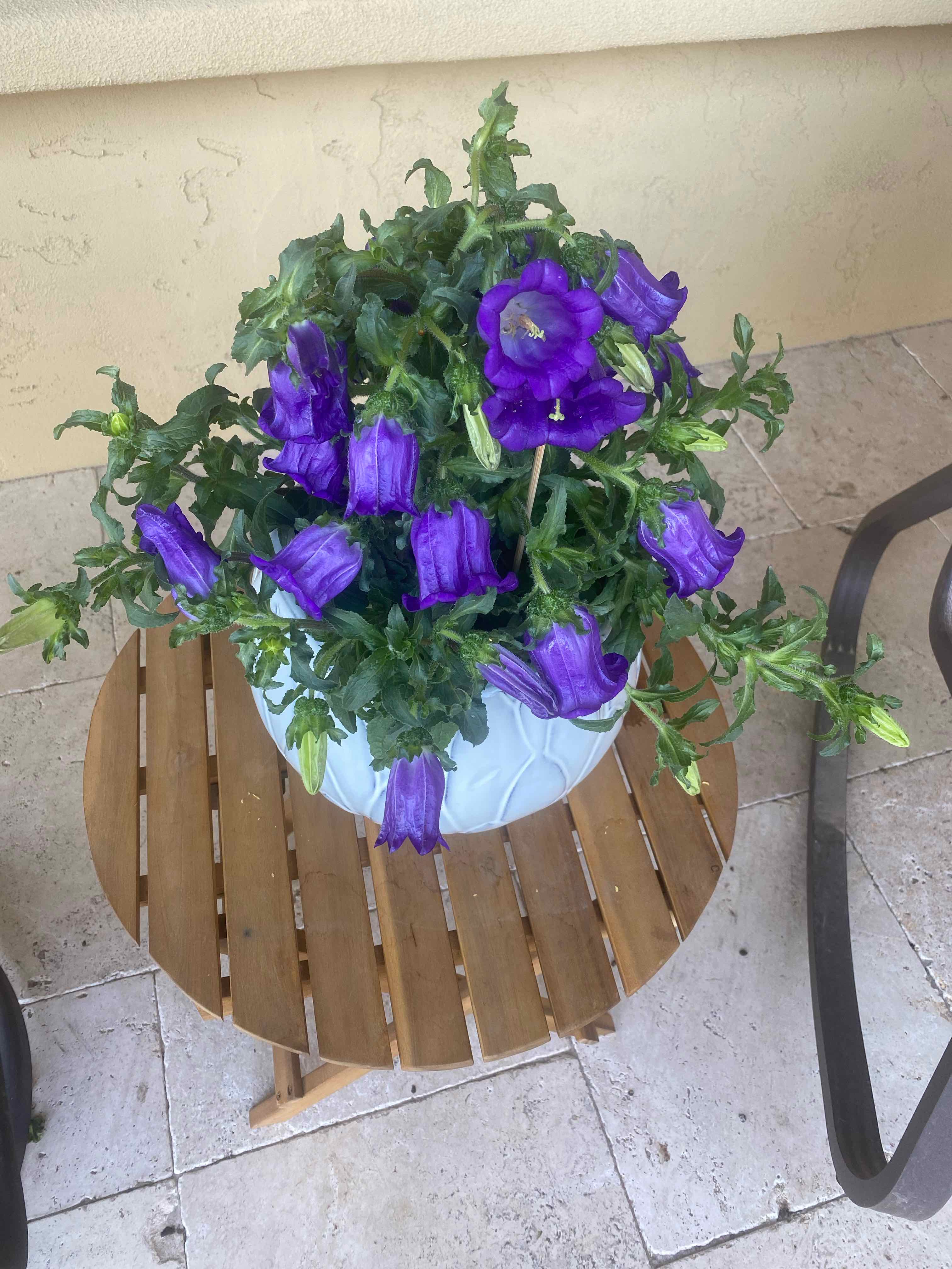Potted Canterbury Bells with vibrant purple flowers on a wooden table.