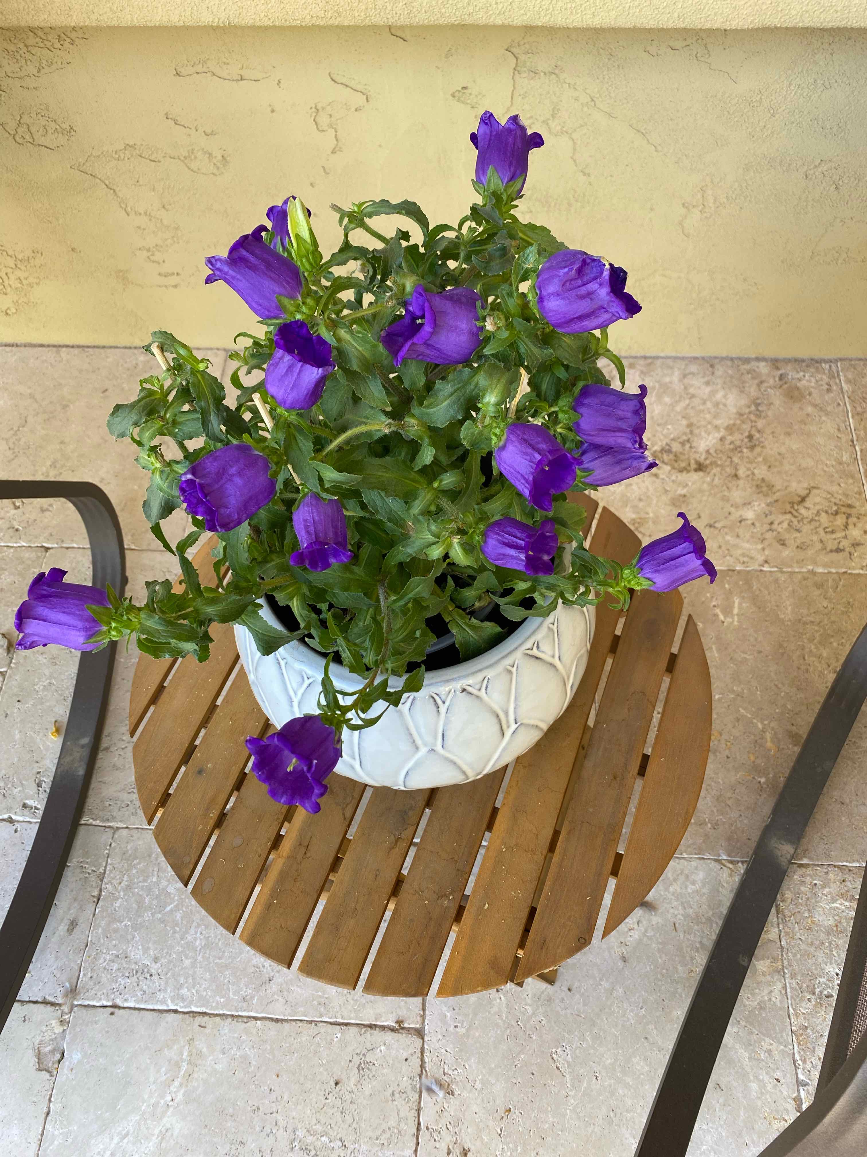 Potted Canterbury Bells plant with vibrant purple flowers on a wooden table.