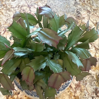 False Christmas Cactus plant in Goodyear, Arizona