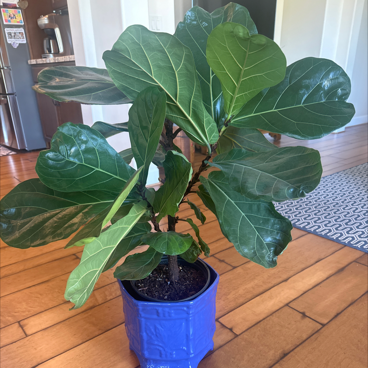 Fiddle Leaf Fig plant photo by @LovingSunnyAZ named Fiddley on Greg, the plant care app.