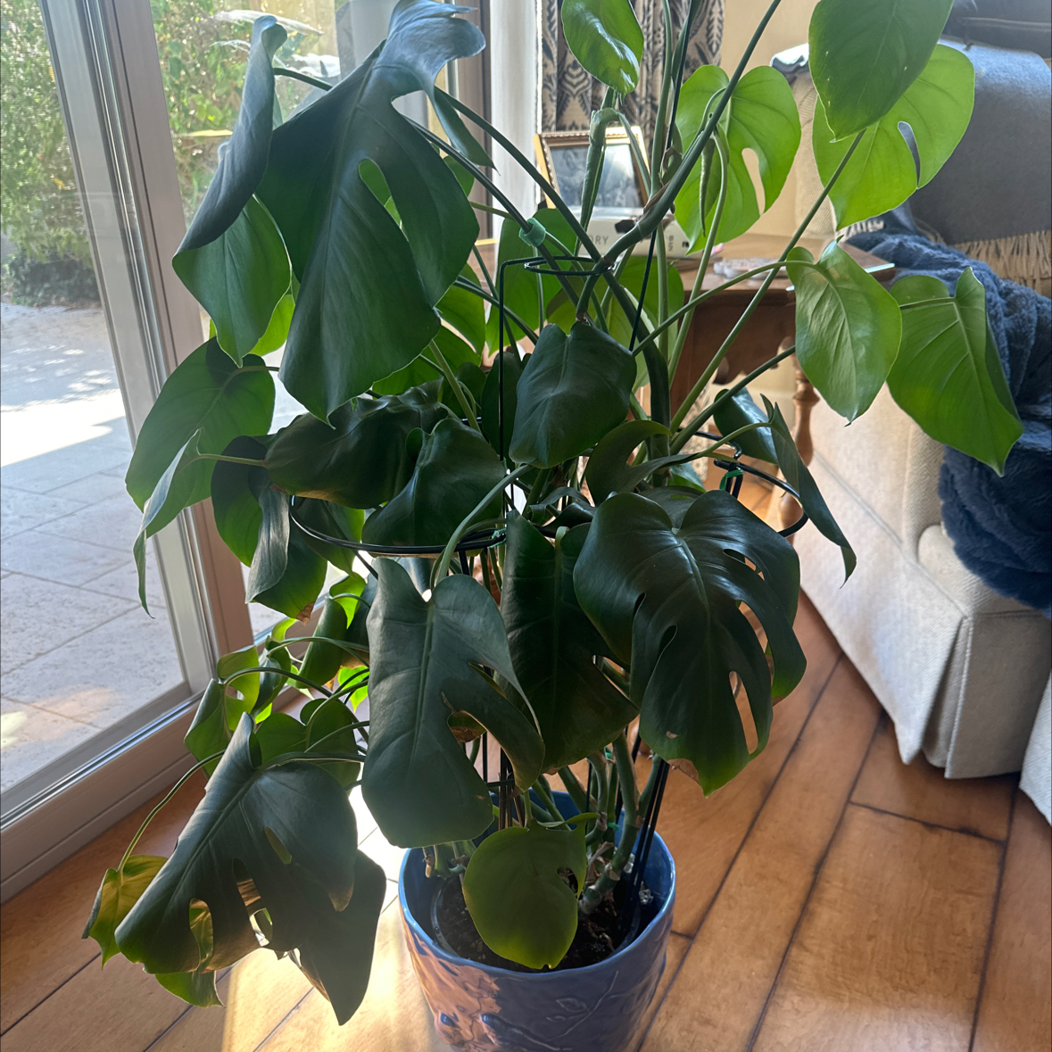 Monstera plant photo by @LovingSunnyAZ named Monstera on Greg, the plant care app.