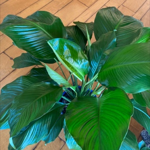 Peace Lily plant photo by Lovingsunnyaz named Peace Lily on Greg, the plant care app.