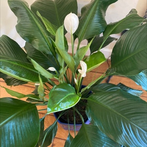 Peace Lily plant photo by @LovingSunnyAZ named Peace Lily on Greg, the plant care app.