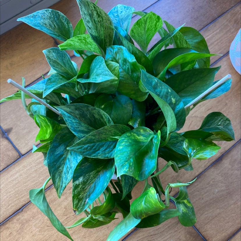 Golden Pothos plant photo by @LovingSunnyAZ named Pathos - Golden & Marble Queen on Greg, the plant care app.