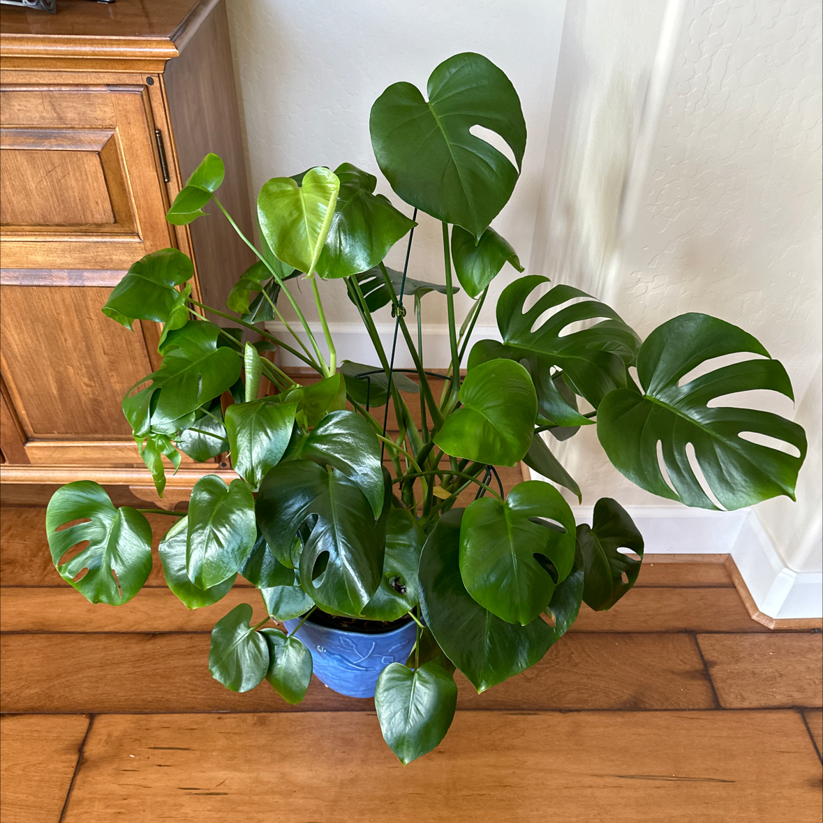 Monstera plant photo by @LovingSunnyAZ named Monstera Splitleaf on Greg, the plant care app.