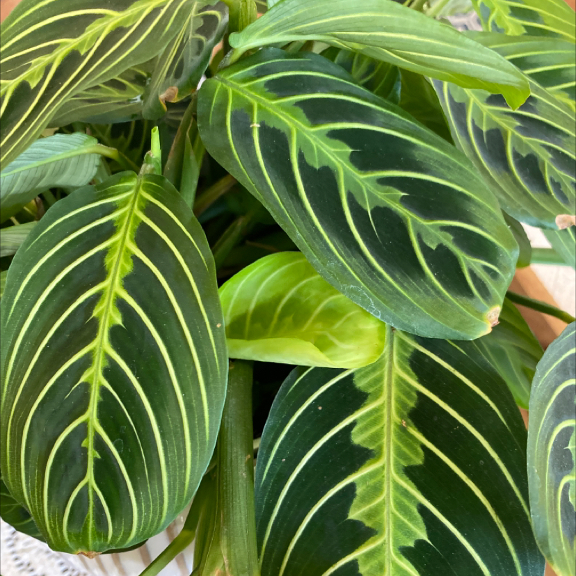 Green Prayer Plant plant photo by @LovingSunnyAZ named Lemon Lime Prayer Plant on Greg, the plant care app.