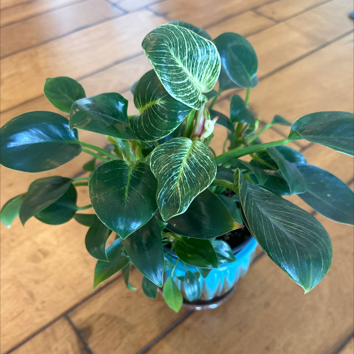 Philodendron Birkin plant photo by @LovingSunnyAZ named Eernie on Greg, the plant care app.