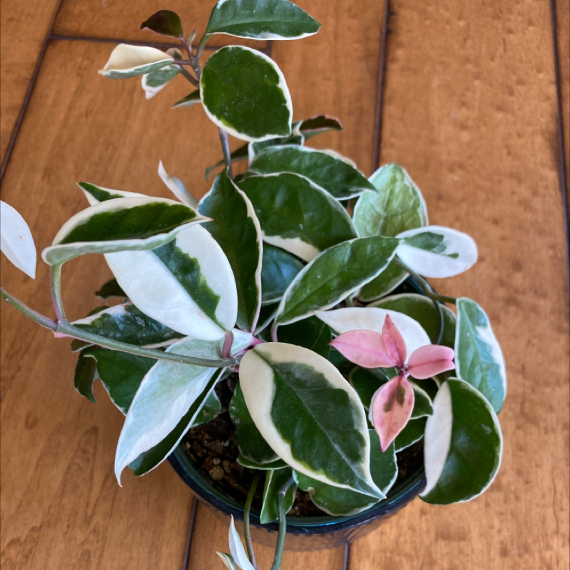 Waxplant plant photo by @LovingSunnyAZ named Krimson Queen Hoya on Greg, the plant care app.