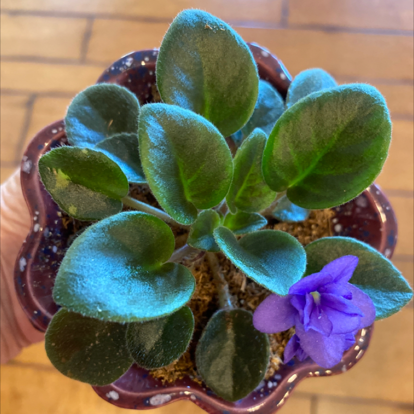 Kenyan Violet plant photo by @LovingSunnyAZ named Baby Violet on Greg, the plant care app.