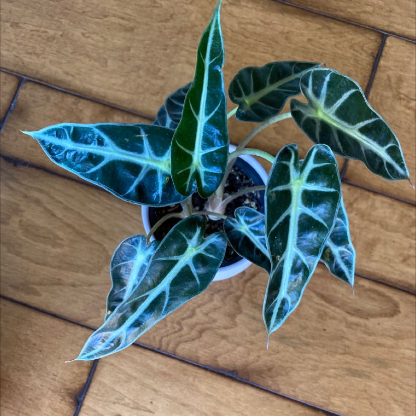Photo of the plant species Alocasia Polly Plant by @LovingSunnyAZ named Alocasia Polly 2.0 on Greg, the plant care app