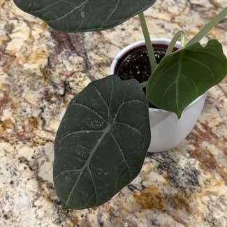 Black Velvet Alocasia plant in Goodyear, Arizona