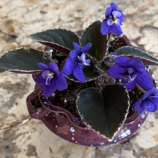 Kenyan Violet plant in Goodyear, Arizona