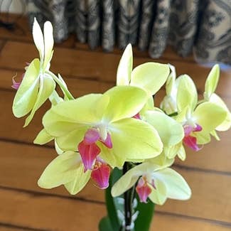 Phalaenopsis Orchid plant in Goodyear, Arizona