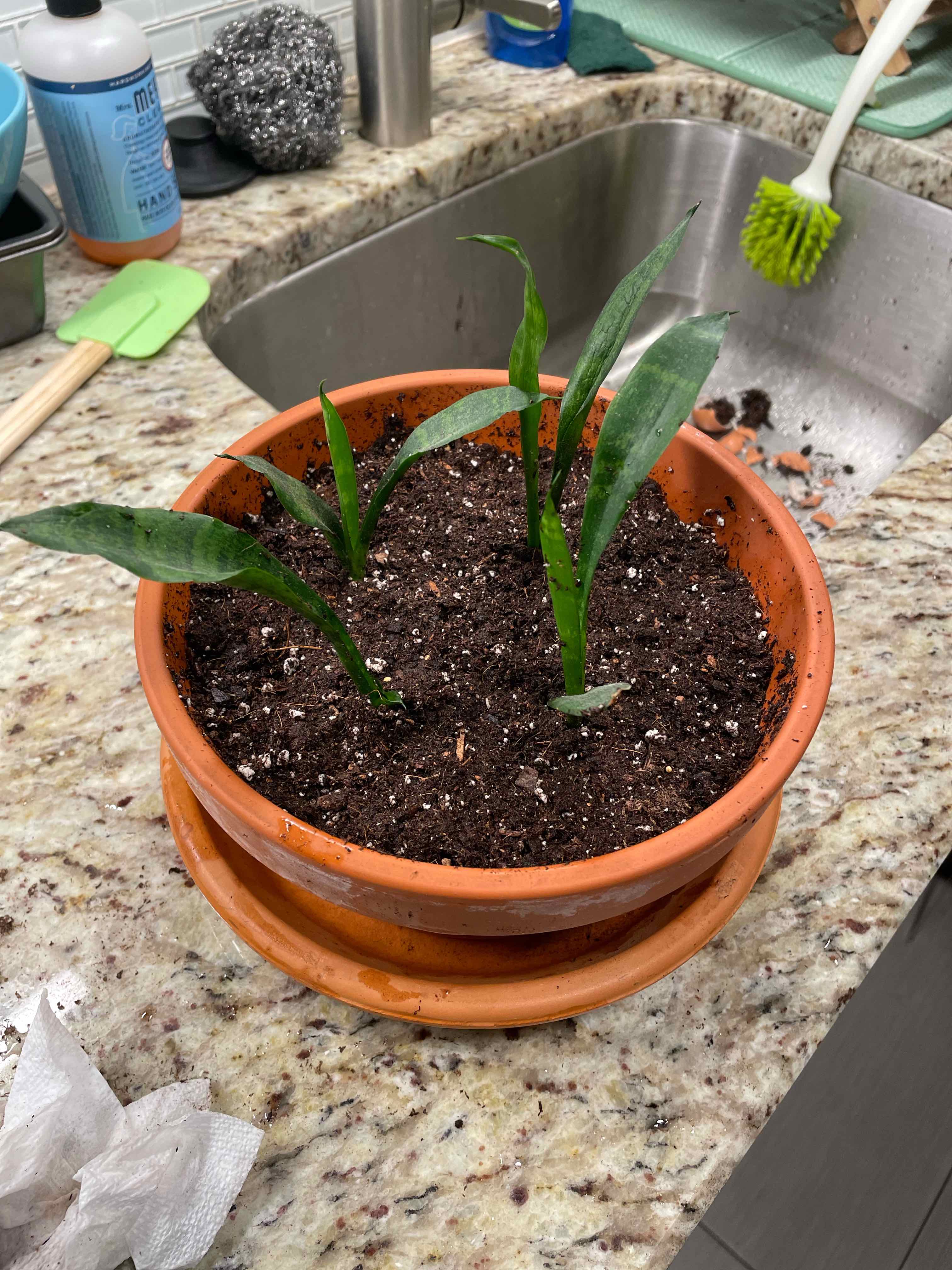 Snake Plant plant photo by @ForrealTupeia named Boop boop on Greg, the plant care app.