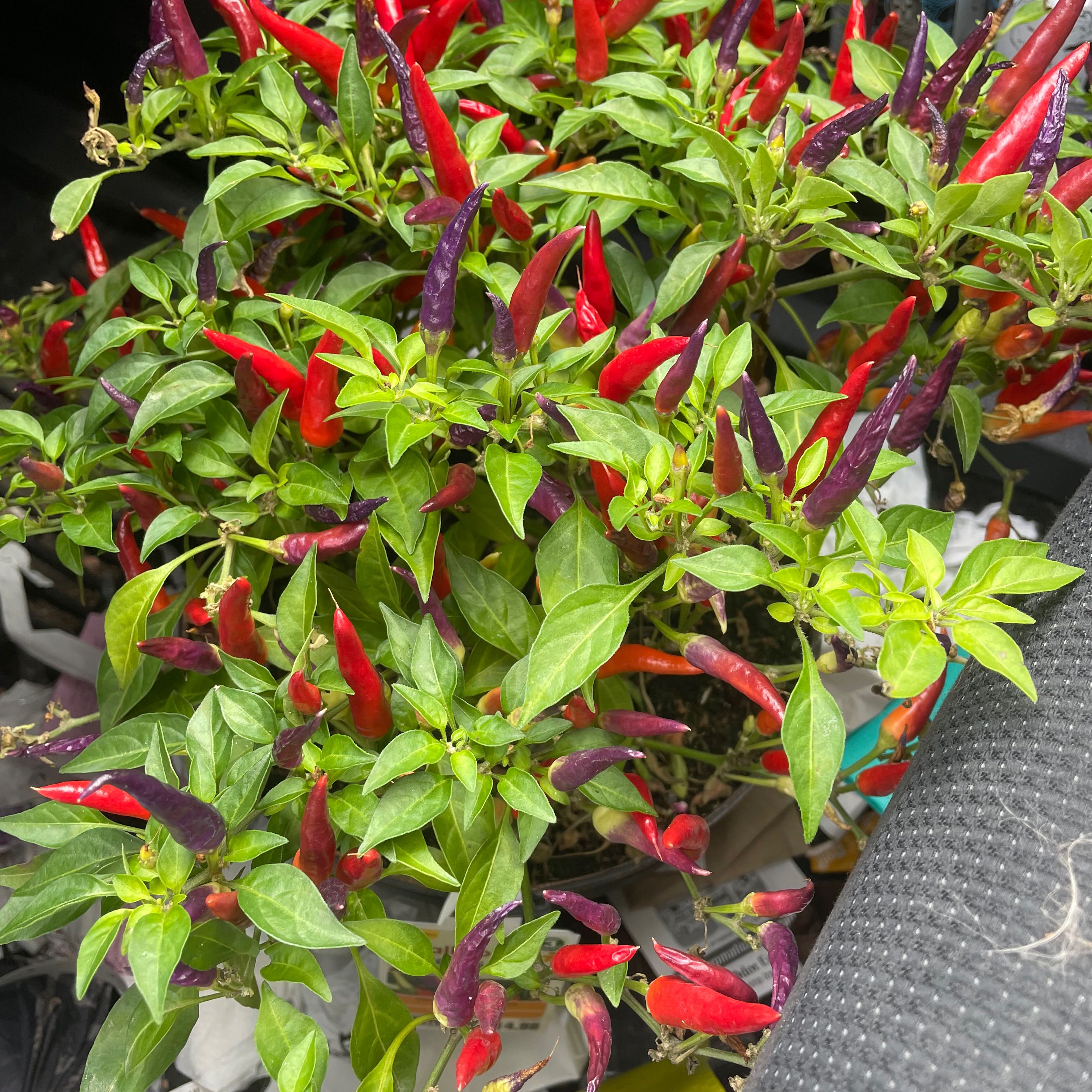 Healthy Ornamental Pepper plant with vibrant red and purple peppers.