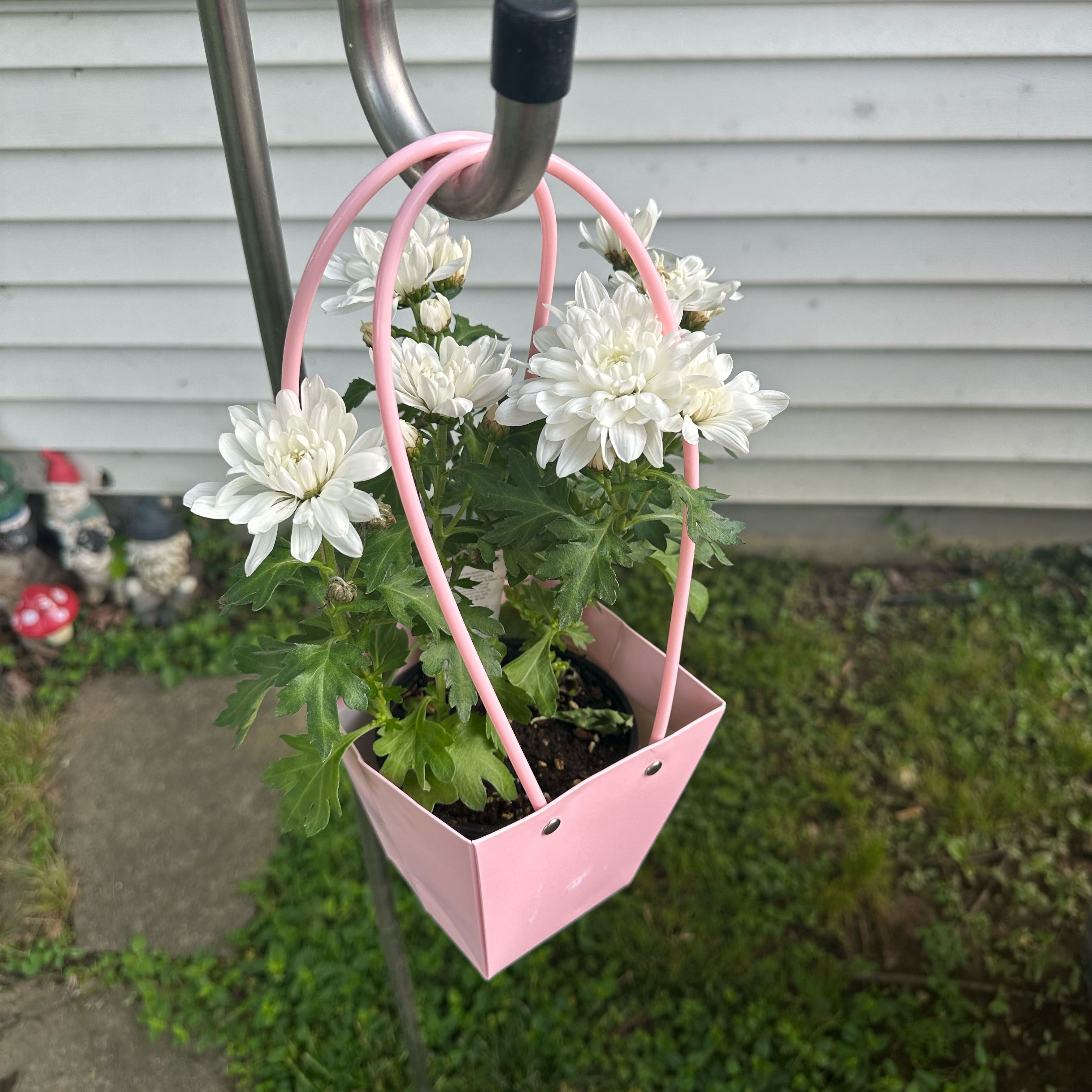 Photo of the plant species Paris Daisy by @ResourcefulNoni named Sasha on Greg, the plant care app