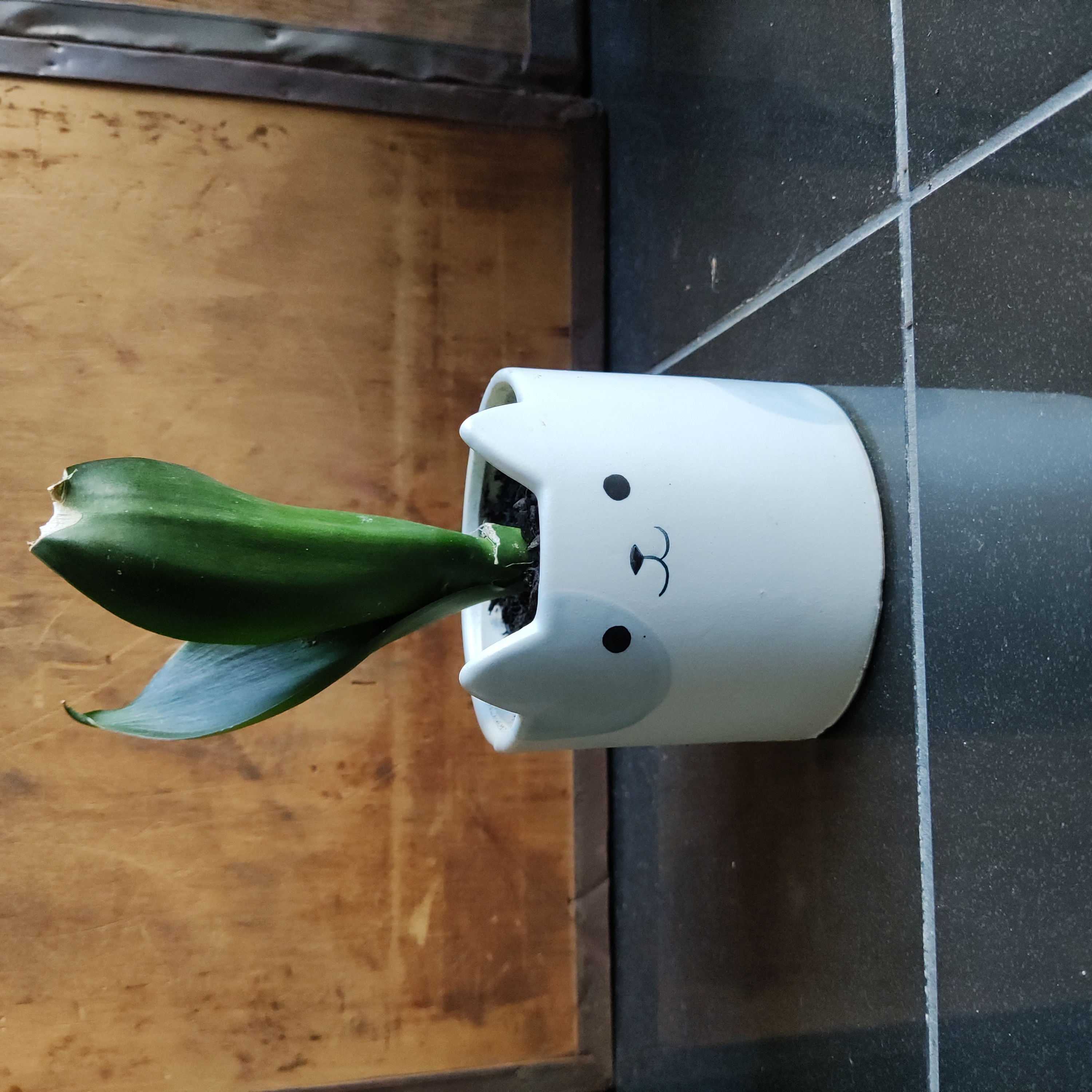 Sansevieria Black Dragon plant in a cute animal-themed pot on a tiled floor.