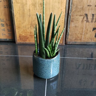 Cylindrical Snake Plant plant in Adelaide, South Australia
