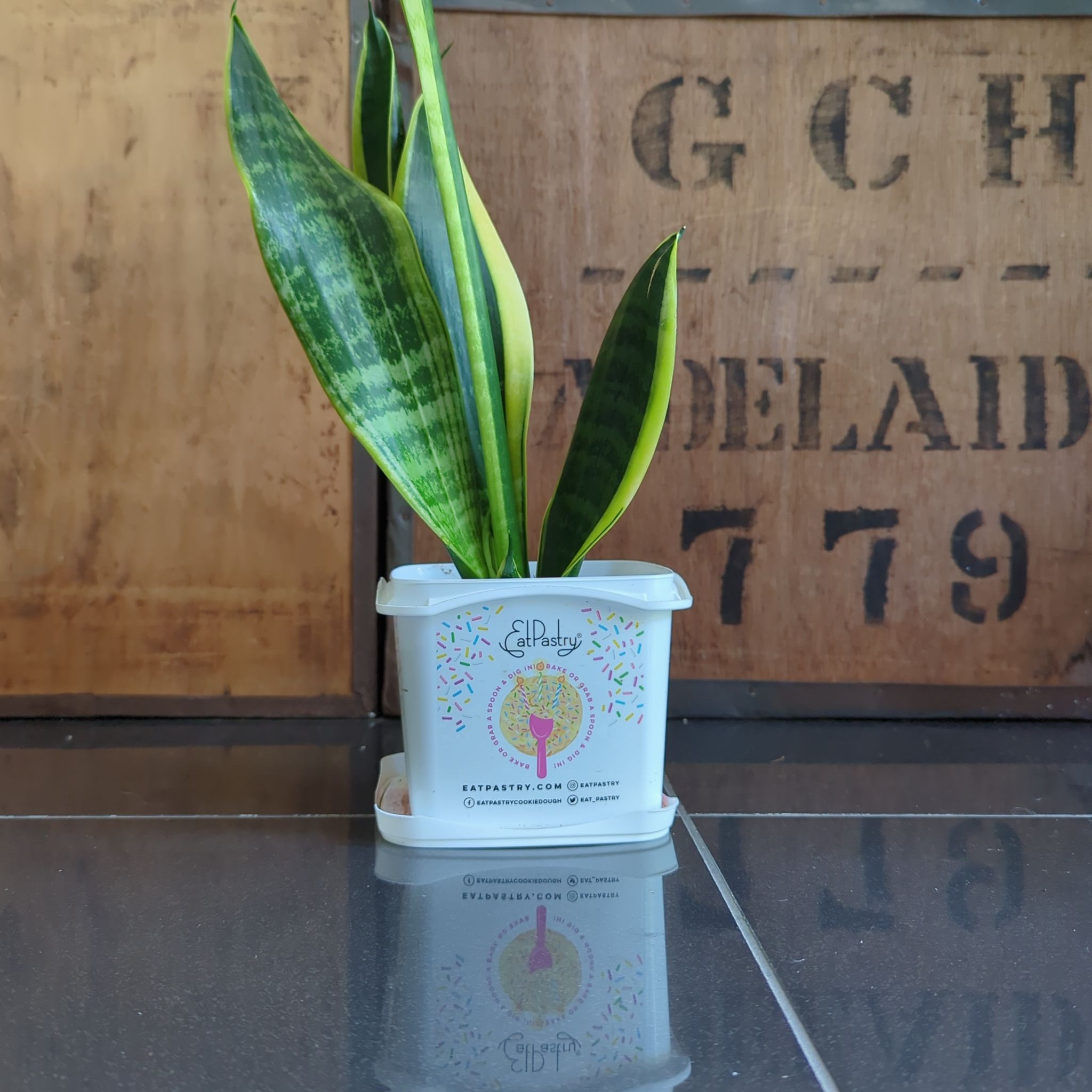 Futura Superba Snake Plant in a white pot, healthy with vibrant green leaves.