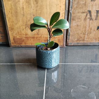 Baby Rubber Plant plant in Adelaide, South Australia