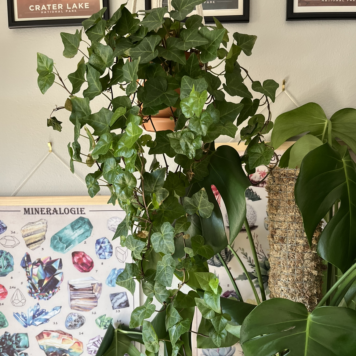 Healthy Canarian Ivy plant with lush green leaves, well-framed and in focus.
